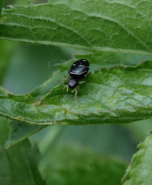 Heliophanus