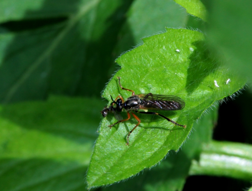 Dioctria