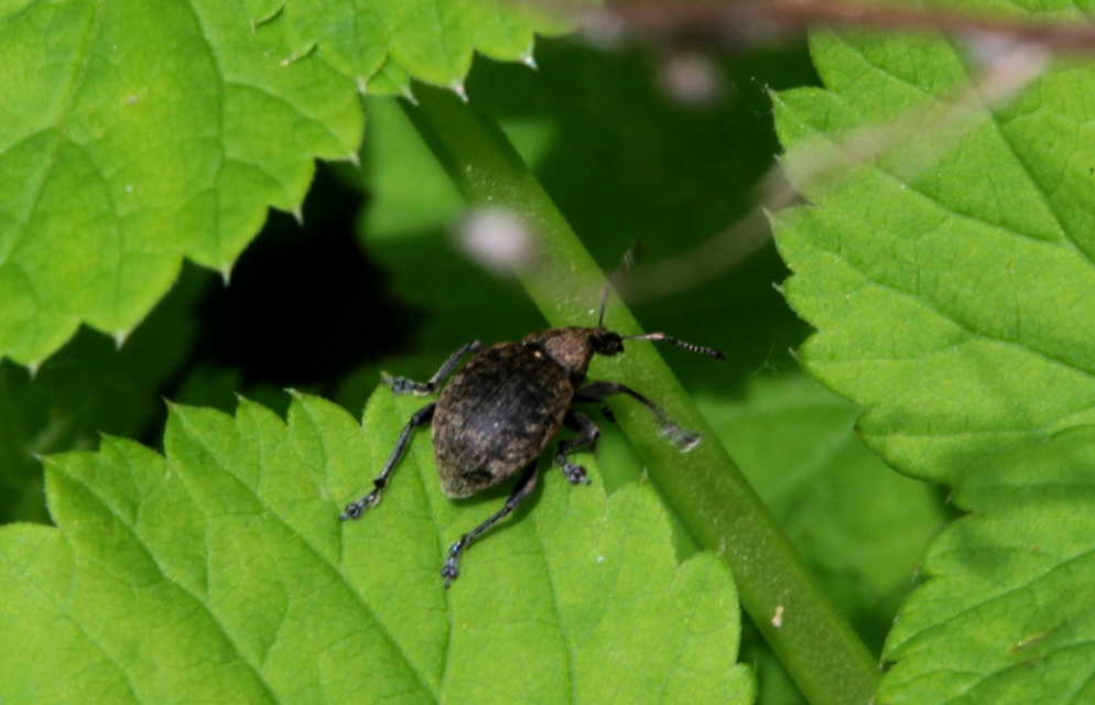 Liophloeus