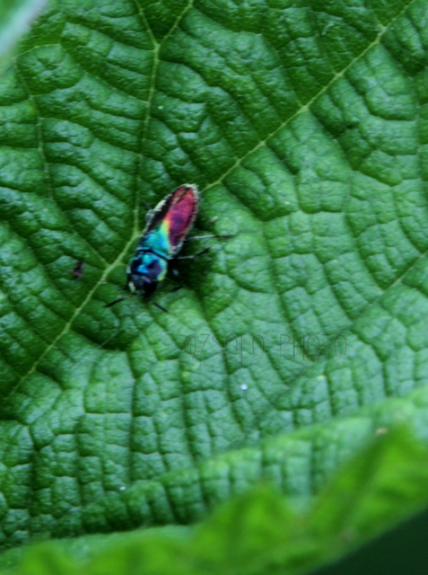 Anthaxia semicuprea - rezes virágdíszbogár