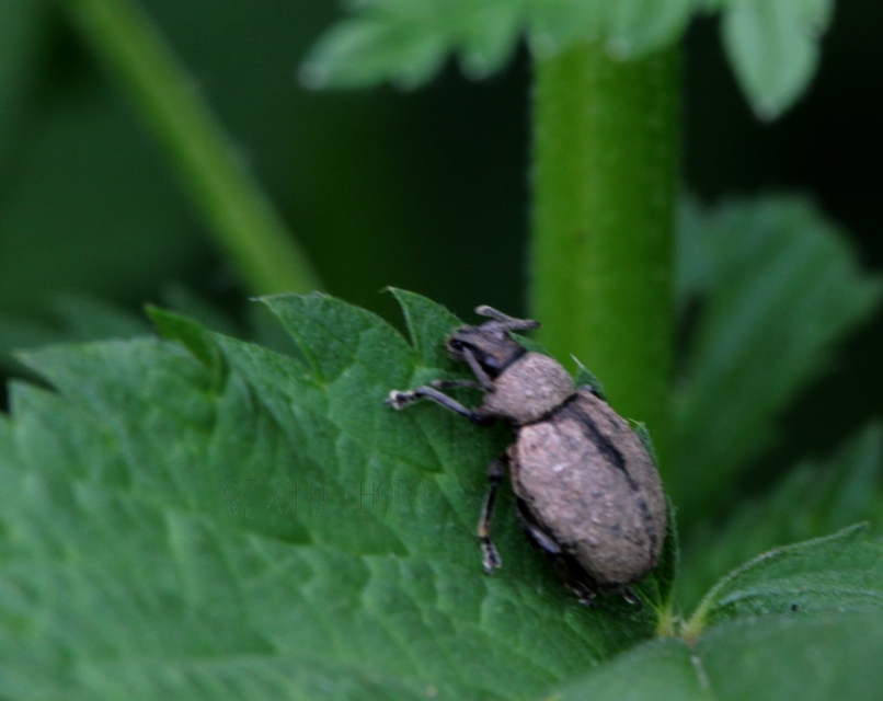 Otiorhynchus ligustici - vincellér-gyalogormányos