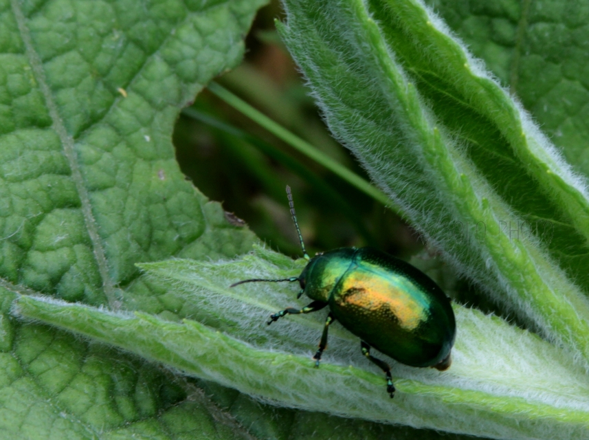 Chrysolina herbacea - zöld mentalevelész
