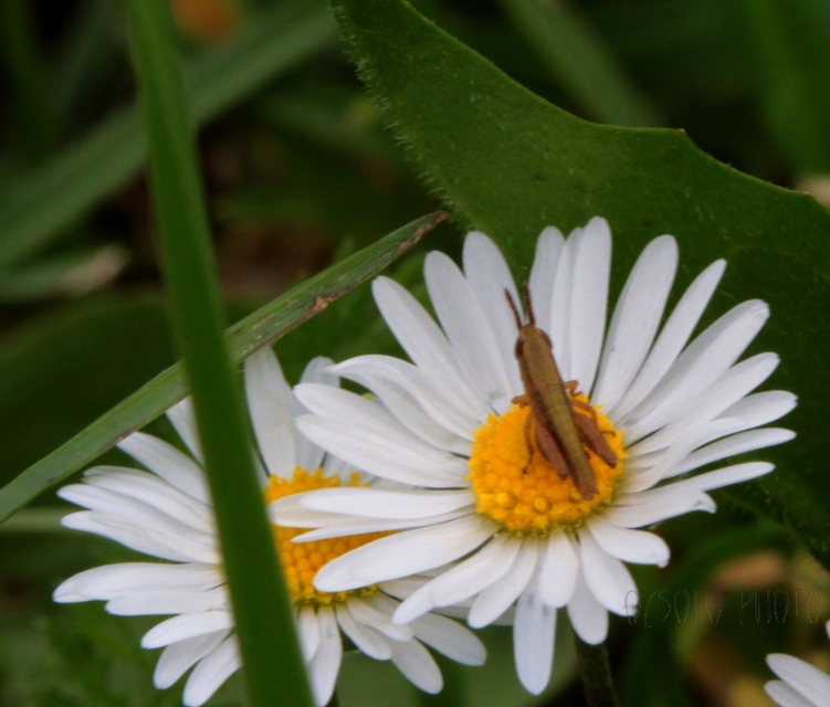 Chorthippus (Chorthippus) (subgenus)