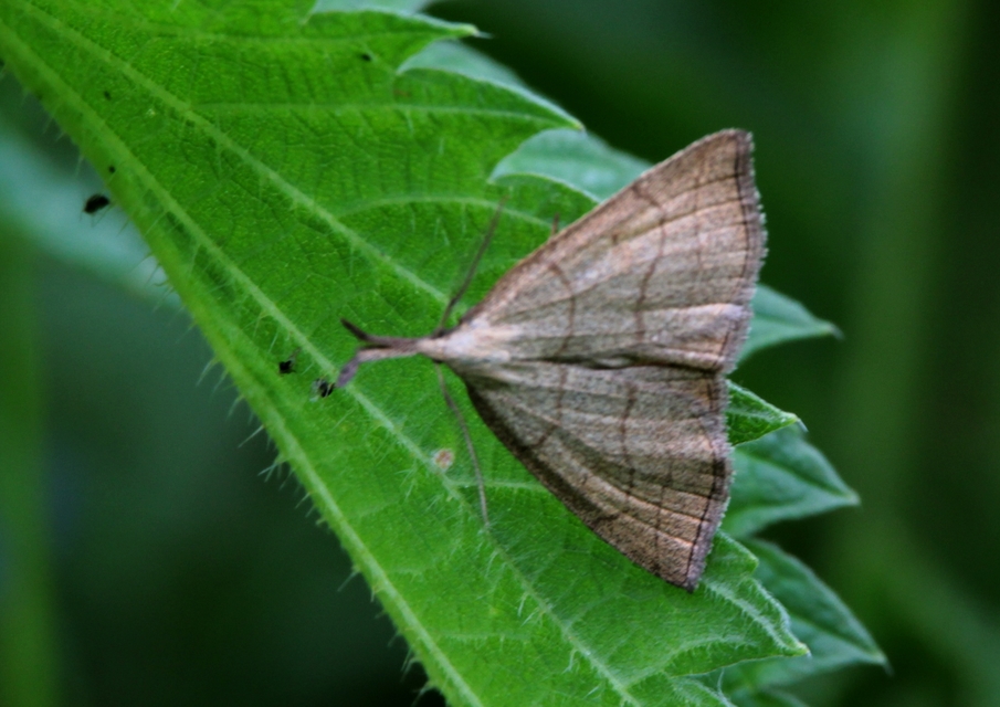 Polypogon tentacularia - sötétaljú karcsúbagoly