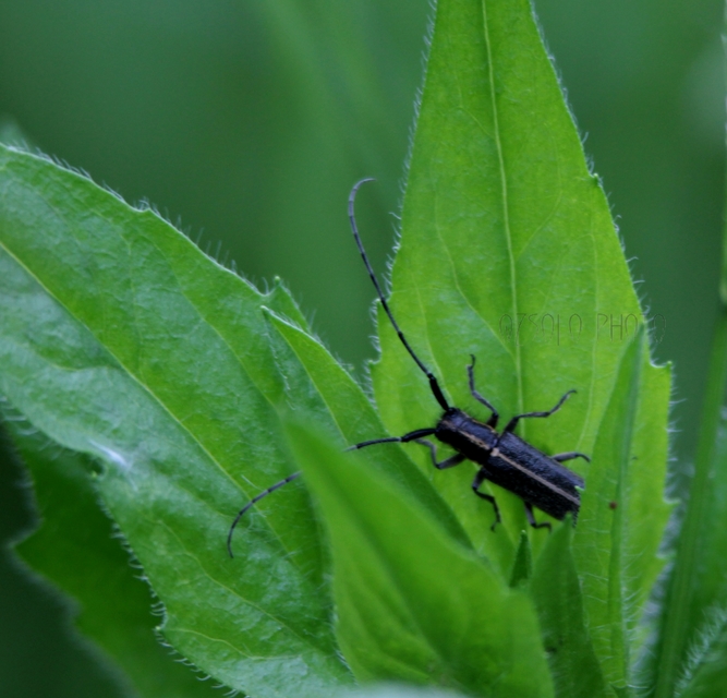 Agapanthia cardui - sávos bogáncscincér