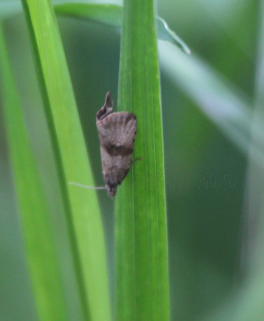 Celypha striana - pitypangfúró tükrösmoly