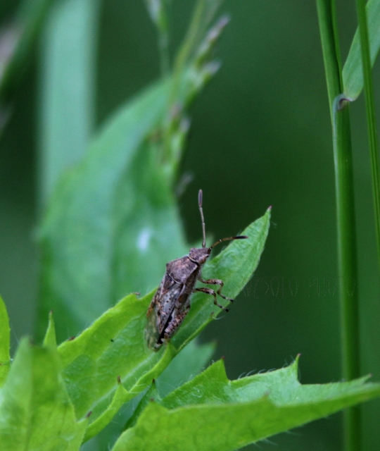 Rhopalidae - üvegpoloskák