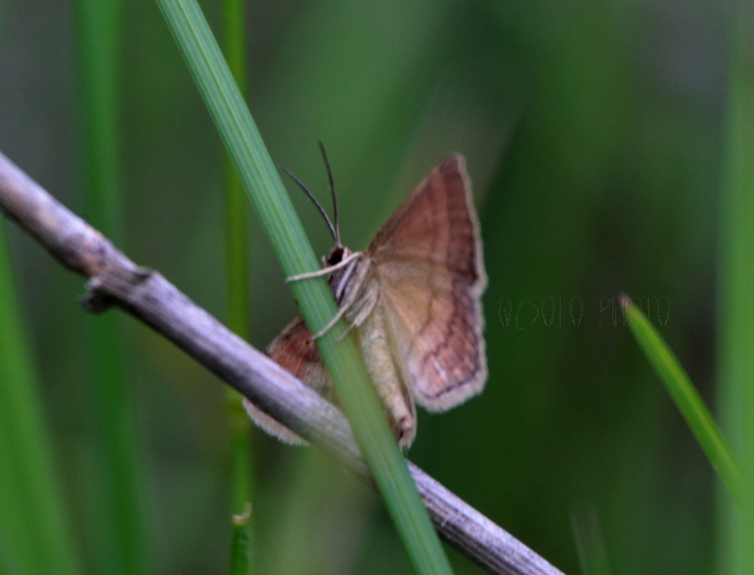 Scopula rubiginata - réti pirosaraszoló