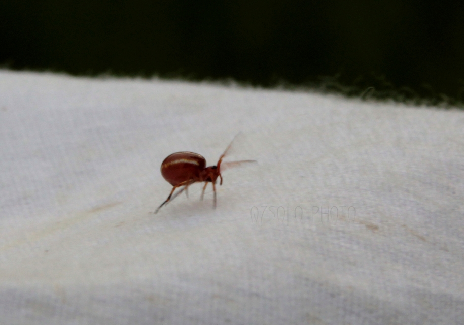 Hypsosinga sanguinea - vérszínű keresztespók
