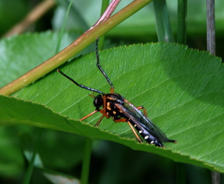 Molobratia teutonus