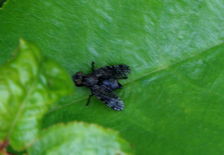 Platystoma