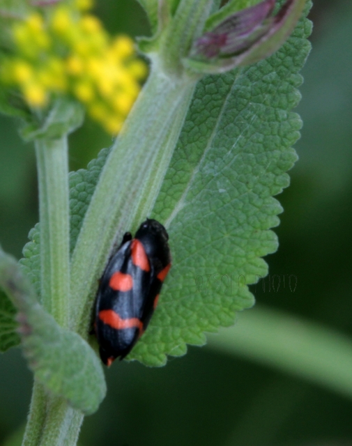 Cercopis arcuata/sanguinolenta