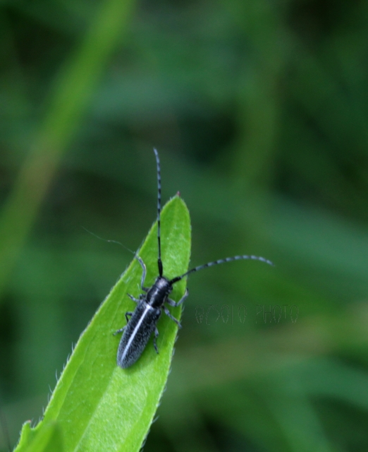 Agapanthia cardui - sávos bogáncscincér
