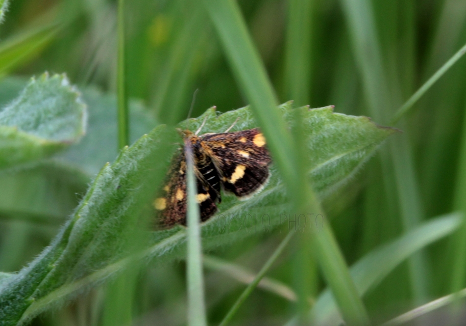 Pyrausta aurata - aranyló bíbormoly
