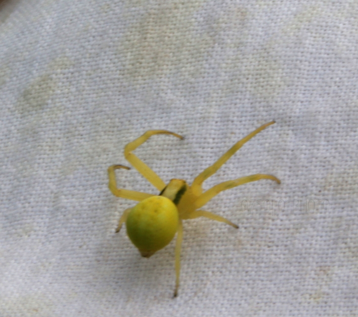 Misumena vatia - viráglakó karolópók