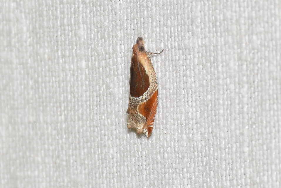 Ancylis unculana - szedersodró horgasmoly