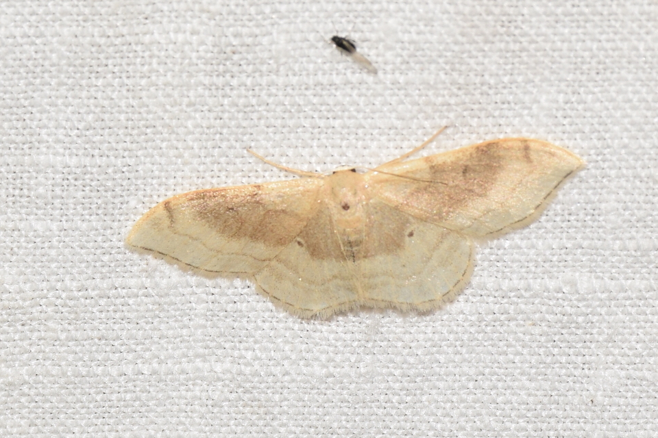 Idaea degeneraria - barnasávos araszoló