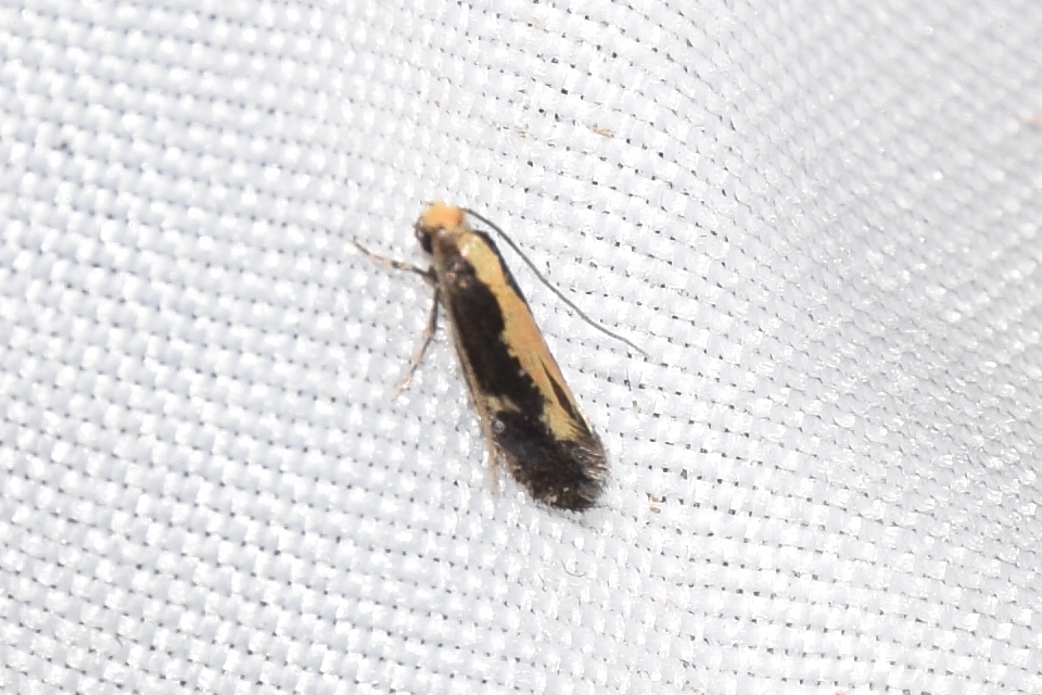 Monopis obviella - közönséges ablakosmoly