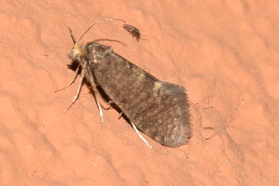 Haplotinea