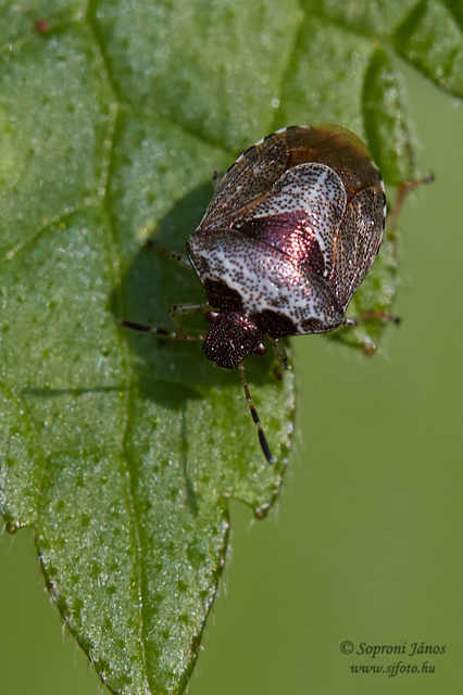 Stagonomus venustissimus - foltos feketefejű-poloska Stagonomus venustissimus - foltos feketefejű-poloska