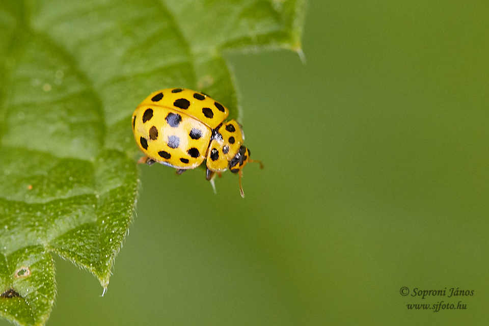 Psyllobora vigintiduopunctata - huszonkétpettyes katica
