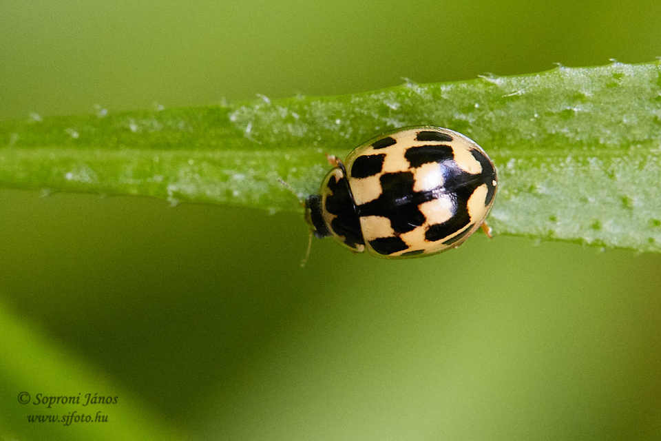 Propylea quatuordecimpunctata - tizennégypettyes füsskata