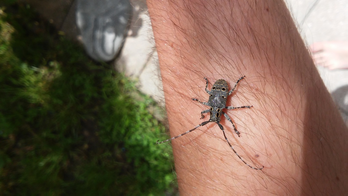 Mesosa curculionoides - szemfoltos cincér