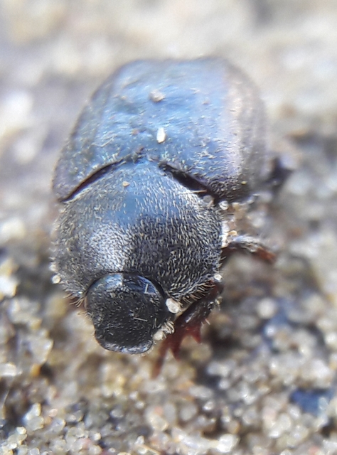 Hoplia hungarica - homoki virágcserebogár