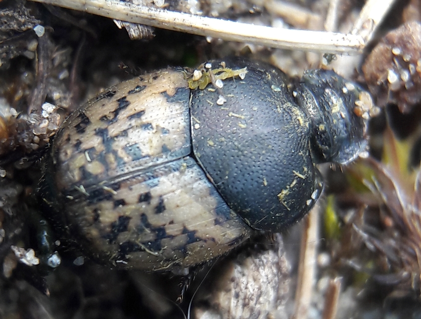 Onthophagus nuchicornis - homoki trágyatúró