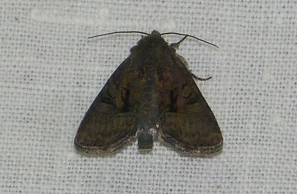 Oligia strigilis/latruncula/versicolor