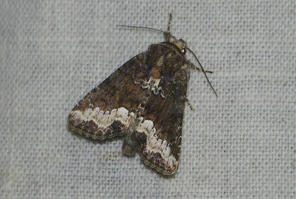 Oligia strigilis - kormos dudvabagoly