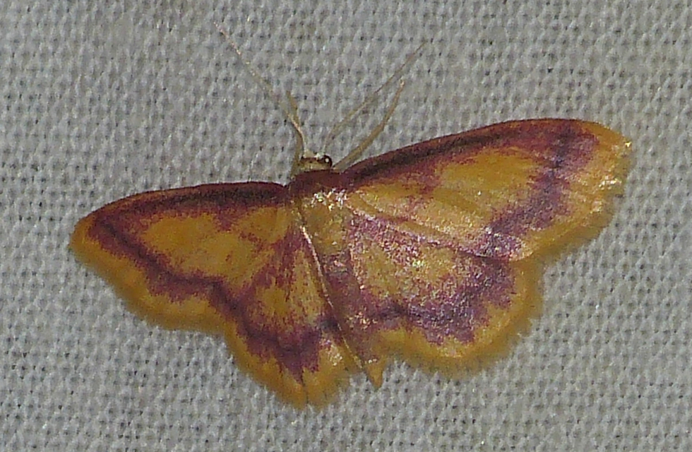 Idaea muricata - mocsári pirosaraszoló