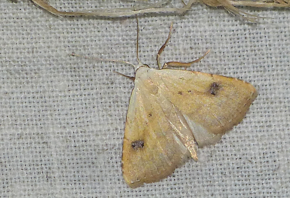 Rivula sericealis - selymes lórombagoly