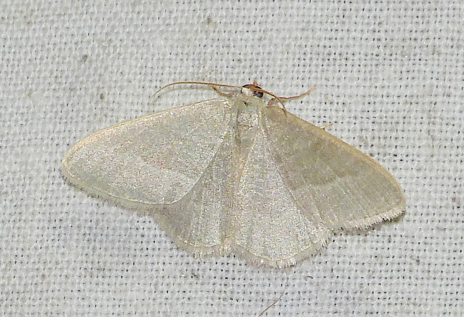 Phaiogramma etruscaria - fehérpettyes zöldaraszoló