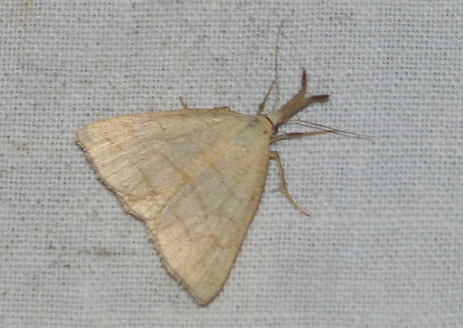 Polypogon tentacularia - sötétaljú karcsúbagoly