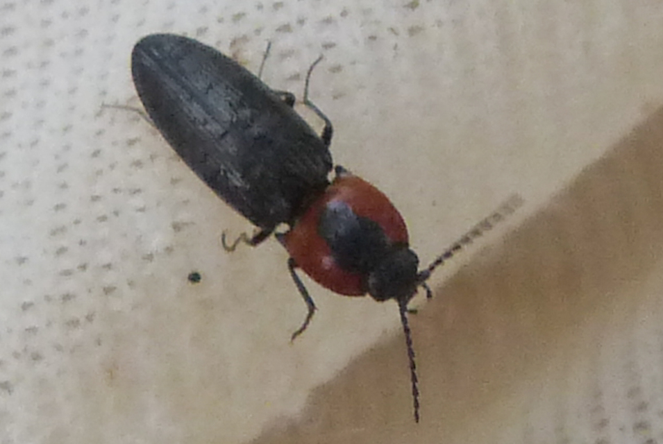 Cardiophorus discicollis - korongfoltos szívespattanó