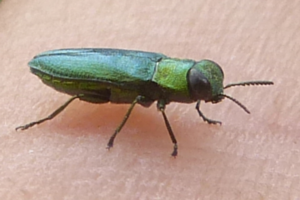 Anthaxia nitidula - ragyogó virágdíszbogár