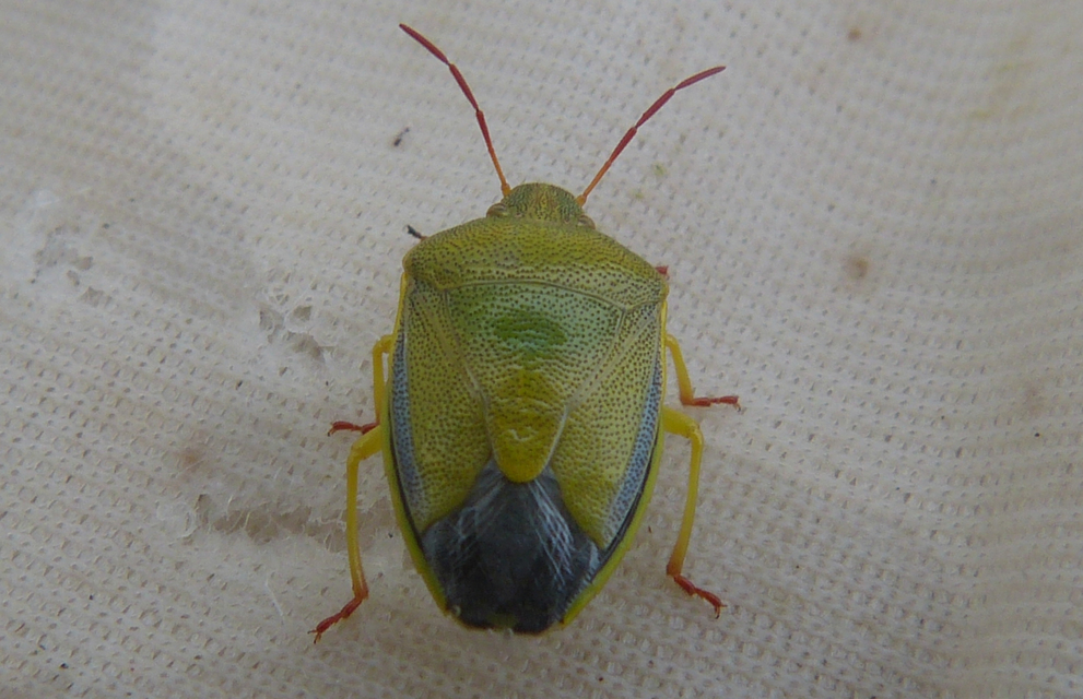 Piezodorus lituratus - bíboros címerespoloska Piezodorus lituratus - bíboros címerespoloska