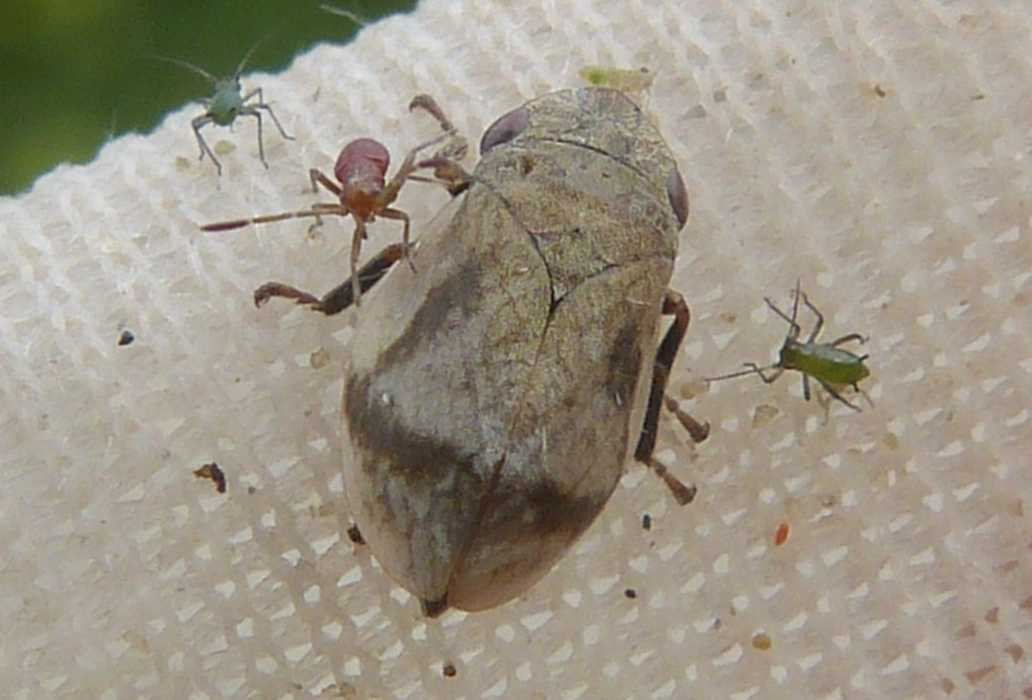 Lepyronia coleoptrata