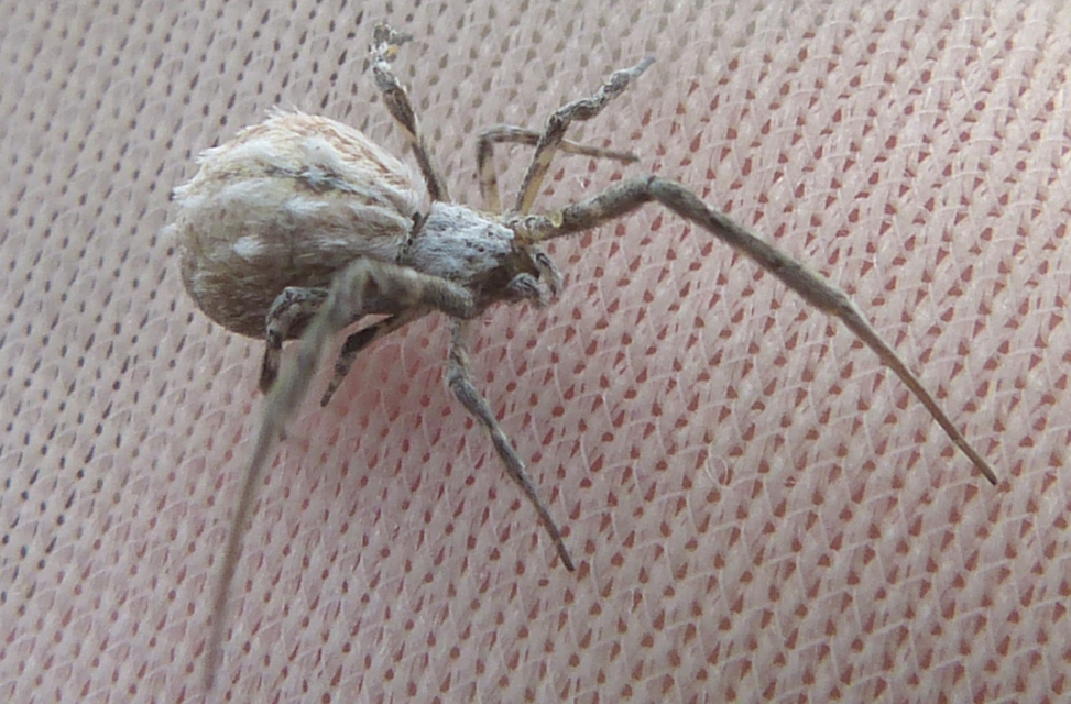 Uloborus walckenaerius - derespók