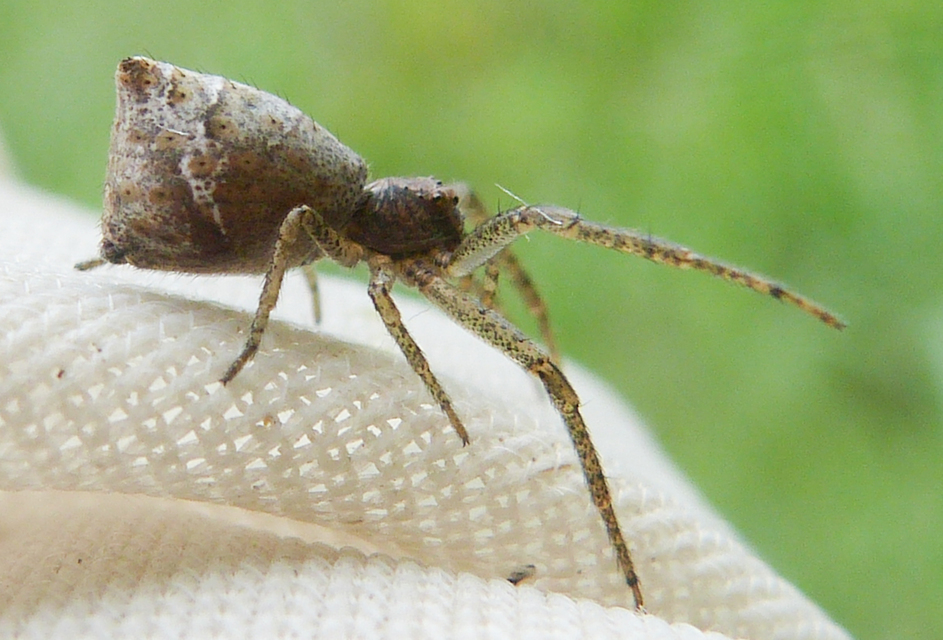 Tmarus