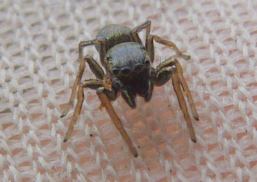 Heliophanus