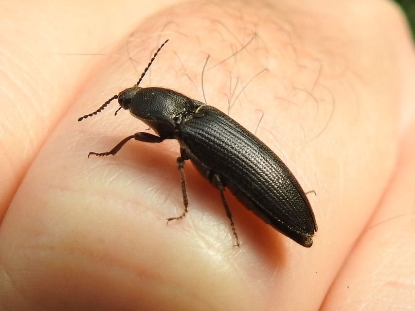 Melanotus punctolineatus - sávos gyászpattanó