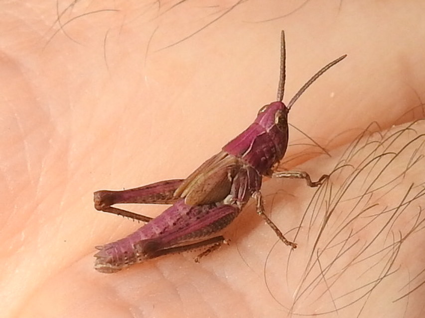 Chorthippus (Glyptobothrus) (subgenus)