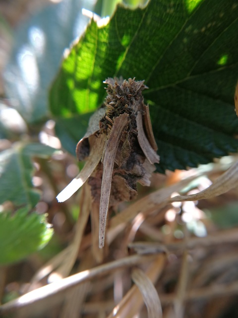 Canephora hirsuta - kormos zsákhordólepke
