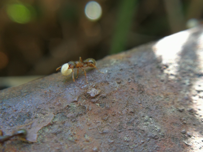 Myrmica