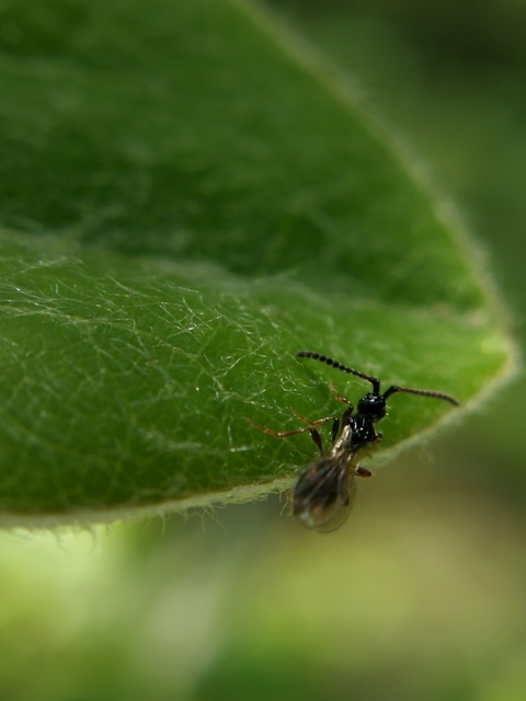 Diapriidae - szénfényű törpefürkészek