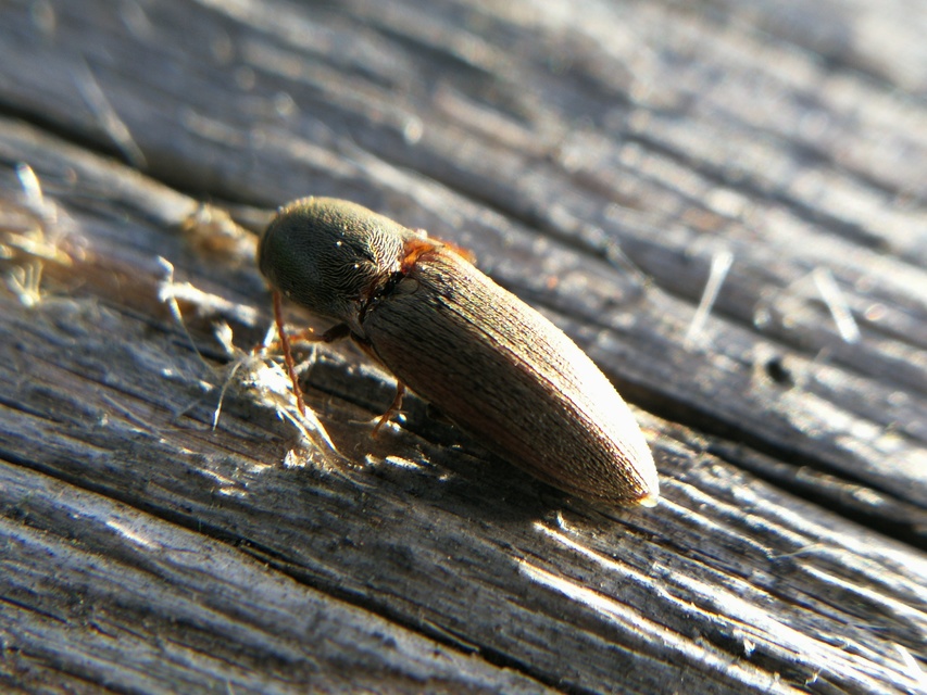 Agriotes