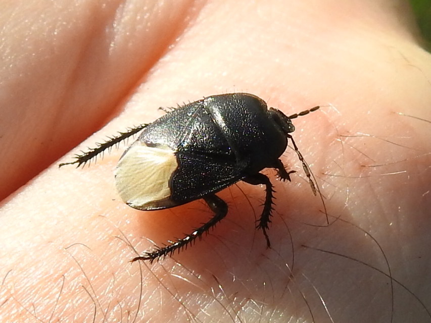 Cydnus aterrimus - nagy földipoloska