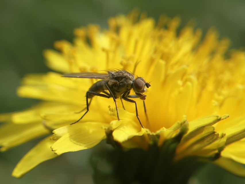 Anthomyiidae - viráglegyek